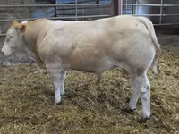 Bou, Blonde d’Aquitane cattle — foto 1