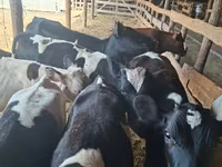 公牛, Cattle — 照片 2