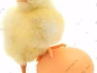 Chickens — Foto 5