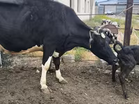 गाय, Russian Black pied cattle — फ़ोटो 5