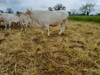 Vacă, Charolais cattle — foto 8