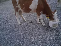 Buğa, Swiss cattle — foto 6