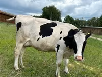 Vaca, Raza Holstein — foto 4