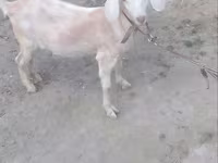 Cabra, Cabras — foto 3