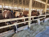 İnək, Simmental cattle — foto 1