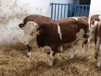 Taureau, Simmental cattle — photo 1