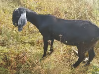 Cabra, Nubian Goat — foto 1