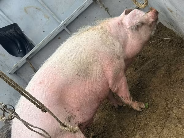 母猪, Pigs — 摩尔多瓦