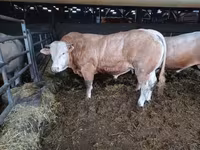 Bou, Blonde d’Aquitane cattle — foto 4