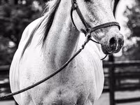 Caballo, National Show Horse — foto 4
