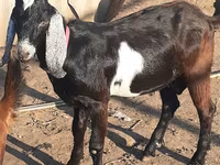 عنزة, Nubian Goat — الصورة 5