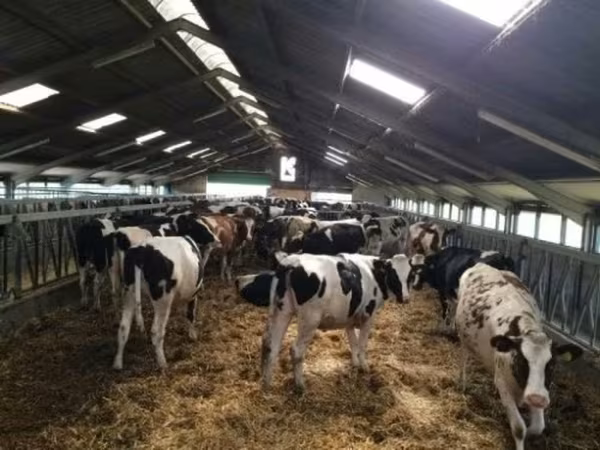 Vache, Russian Black pied cattle