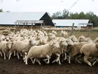 Sheep, Sheep — photo 8
