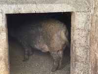 Vind porc mangaliță — 照片 4