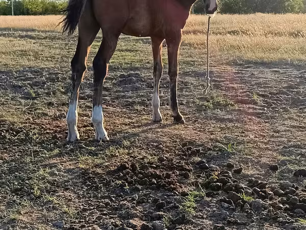 母马, Horses — 摩尔多瓦