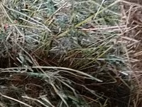 Vind baloti de lucerna70\ 40 lei  ,griu 3.5 lei/kg. fin40 lei — الصورة 3