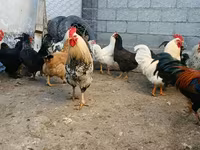 Brahma — Foto 6
