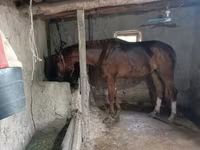 At, Thoroughbred horse — foto 2