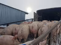 मादा सूअर, सूअर — फ़ोटो 5