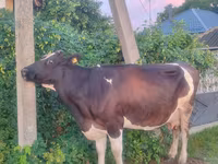 Kuh, Holstein-Rasse — Foto 2