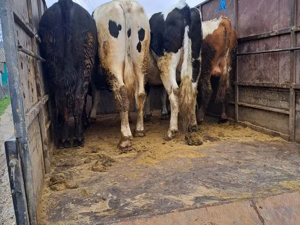 公牛, Cattle — 摩尔多瓦