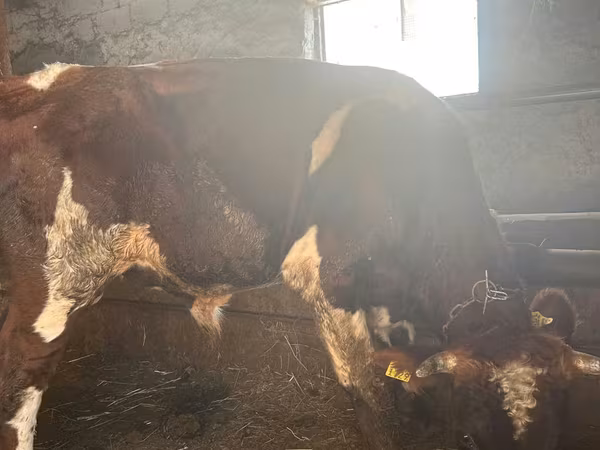 Toro, Ganado vacuno — Moldavia