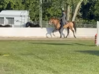 घोड़ा, Rocky Mountain Horse — फ़ोटो 2