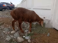 نعجة, Arashan sheep — الصورة 3