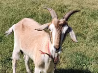 Capră, Nubian Goat — foto 3