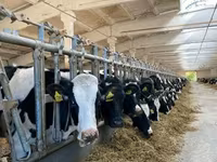 Kuh, Holstein-Rasse — Foto 3