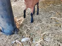 عنزة, Alpine goat — الصورة 2