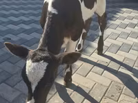 Vacă, Bovine — foto 4