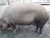 Säue, Schweine — Foto 1