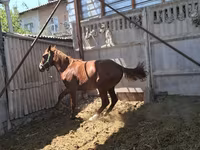 Cal, Arabian horse — foto 3
