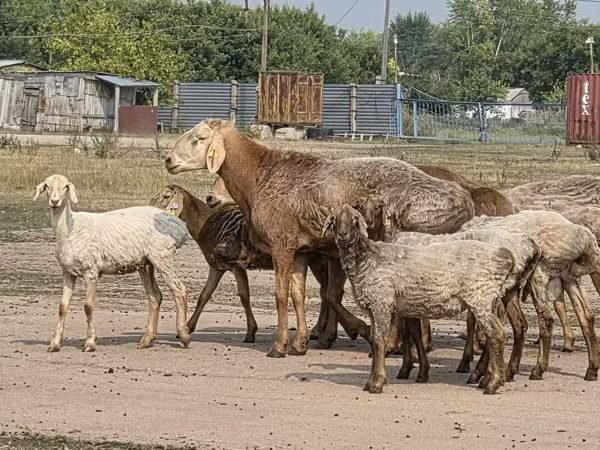 Berbec, Hissar sheep