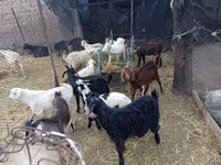 Țap, Pomellata goat — foto 2