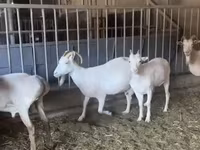 Capră, Pomellata goat — foto 4