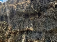 Lucernă buna — Foto 3