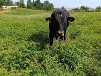 Bulle, Rote hornlose Kuh — Foto 3