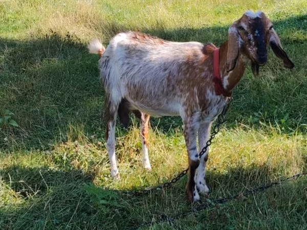 Capră, Nubian Goat — Republica Moldova