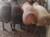 Bélier, Arashan sheep — photo 2