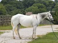 Caballo, National Show Horse — foto 1
