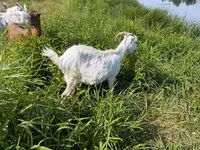 عنزة, LaMancha goats — الصورة 2