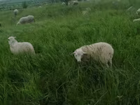 Bélier, Edilbay sheep — photo 7