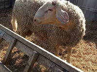 Berbec, Assaf sheep — foto 3