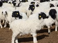 Berbec, Precoce sheep — foto 4