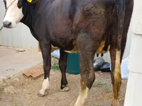 Vaca, Raça Holstein — foto 3