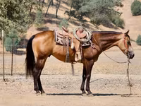 At, Quarter Horse — foto 6