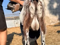 बकरा, Nubian Goat — फ़ोटो 3