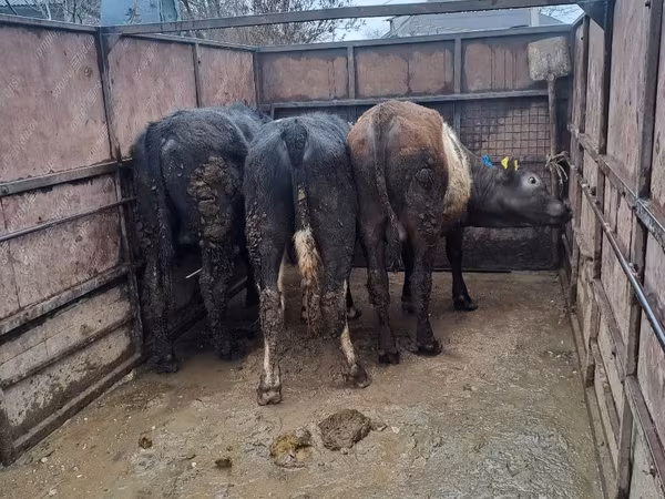 公牛, Cattle — 摩尔多瓦